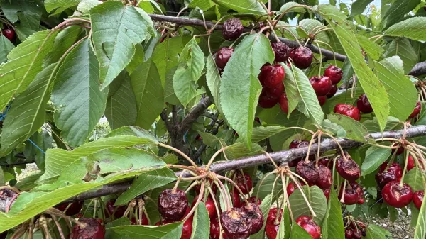 Toča in sodra ponekod pobrali celoten pridelek sadja