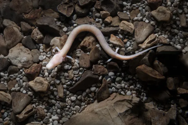 The Olm or Proteus {Proteus anguinus} is a species of aquatic salamander and a true troglobite (living only in caves). Highly adapted to the cave environment, Olms generally lack any skin pigmentation and are blind, with atrophied eyes. They have advanced senses of taste, touch and smell as well as being able to detect weak electrical fields, allowing them to navigate the cave environment and locate their prey. They exhibit neoteny, meaning they retain larval characteristics into adulthood such as gills. Captive, Slovenia.