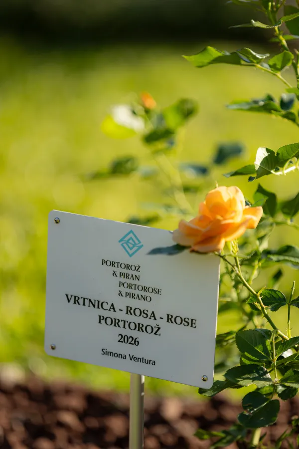Vrtnica portroož neki neki